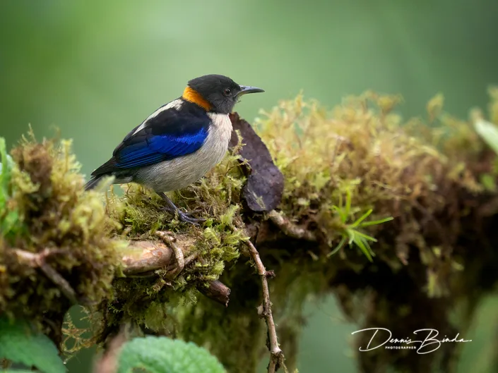 Golden-collared honeycreeper - Geelkraagtangare