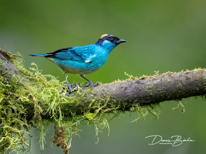 Golden-naped Tanager - Goudnektangare