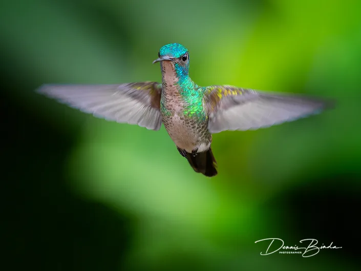 Golden-tailed sapphire - Bronsstaartsaffierkolibrie