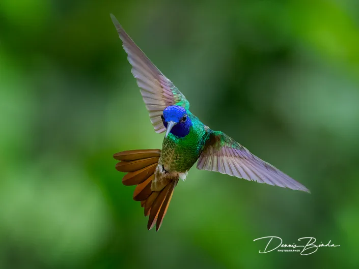 Golden-tailed sapphire - Bronsstaartsaffierkolibrie