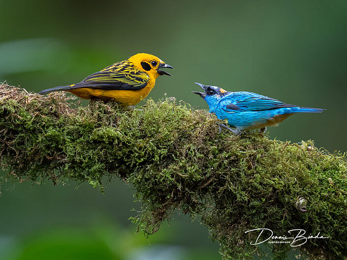 Golden tanager and Rufous-capped tanager