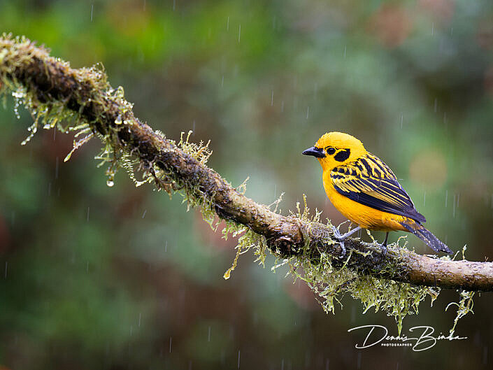 Golden Tanager - Goudtangare