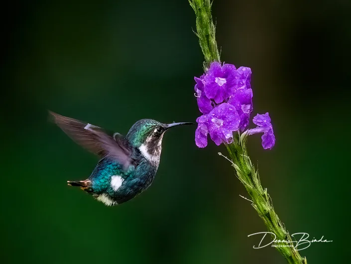 Gorgeted Woodstar - Zonneboself