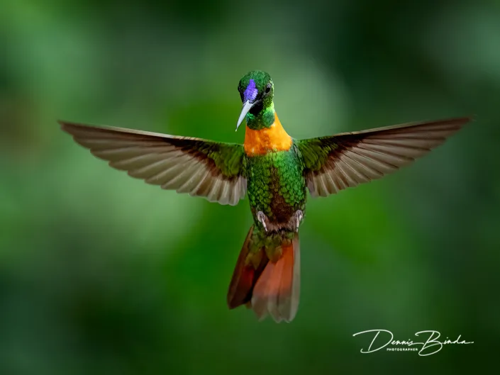 Gould's jewelfront - Goulds juweelkolibrie