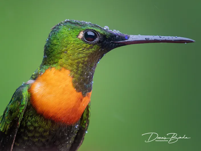 Gould's jewelfront - Goulds juweelkolibrie