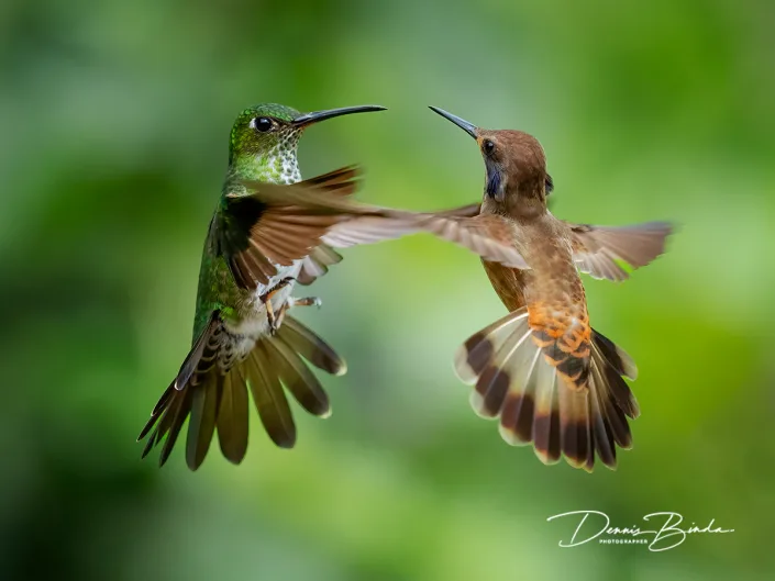 Green-crowned brilliant and Brown violetear
