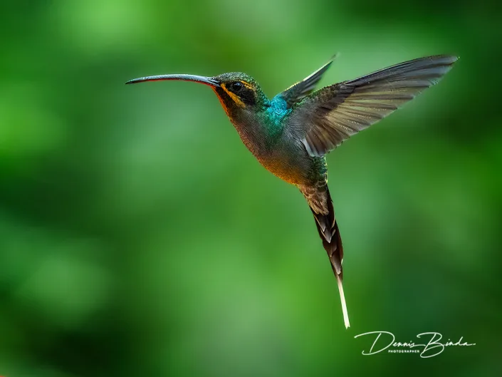 Green hermit - Groene heremietkolibrie