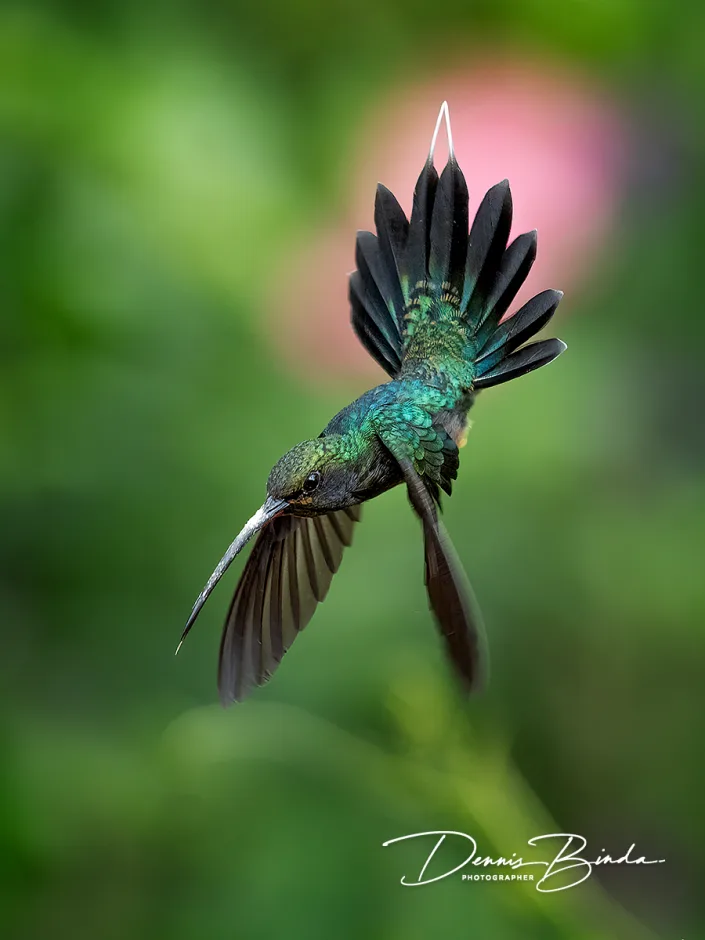 Green hermit - Groene heremietkolibrie