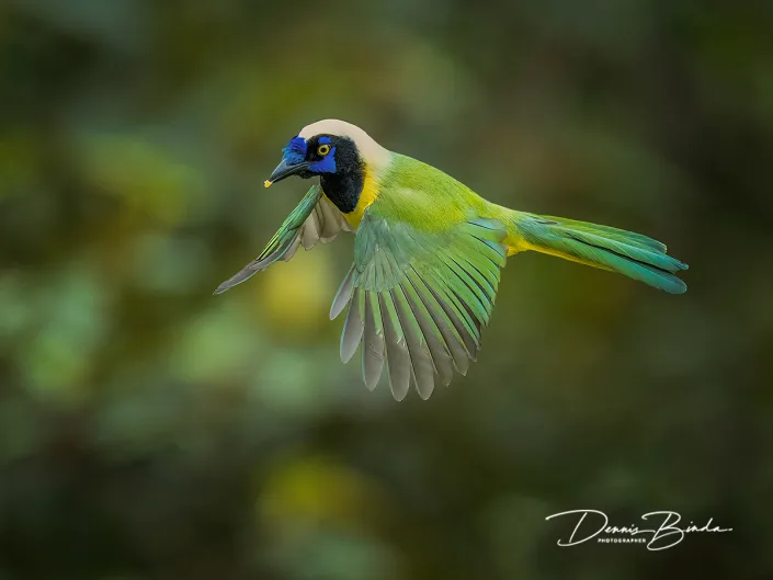 Green jay - Groene gaai - Cyanocorax luxuosus