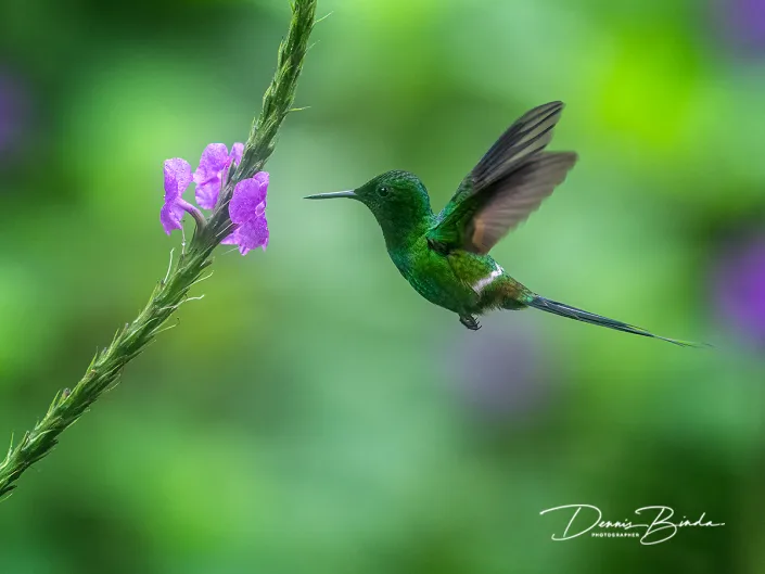 Green thorntail - Groene draadkolibrie