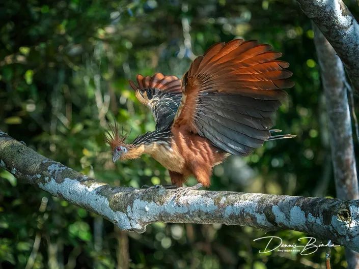 Hoatzin