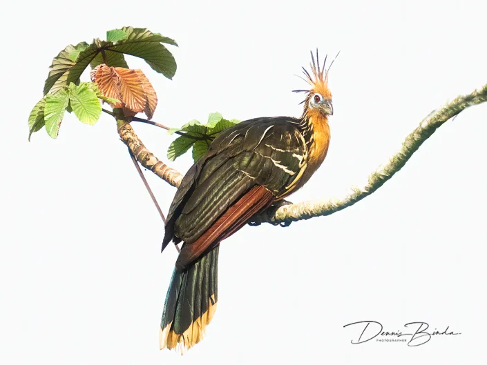 Hoatzin