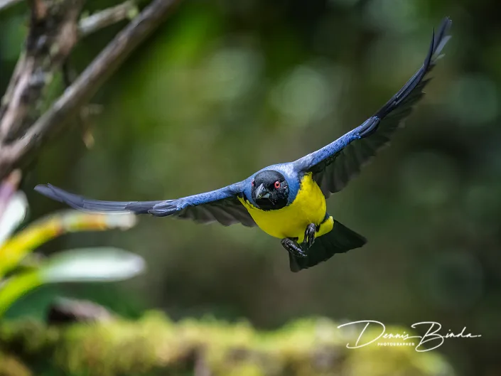 Hooded Mountain-Tanager - Blauwrugbergtangare