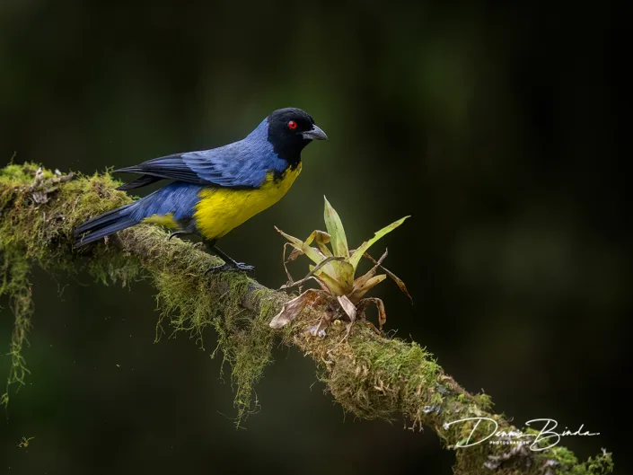 Hooded Mountain-Tanager - Blauwrugbergtangare