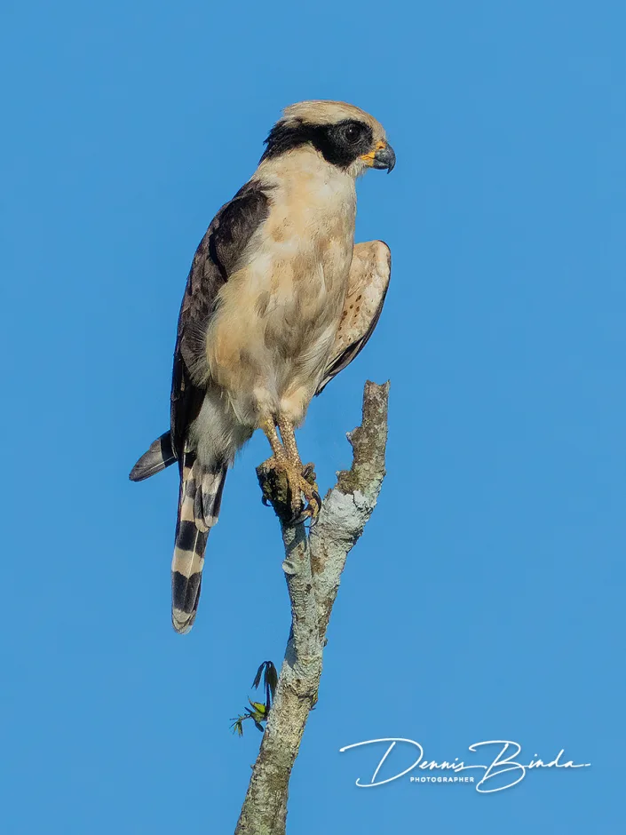 Laughing falcon - Lachvalk