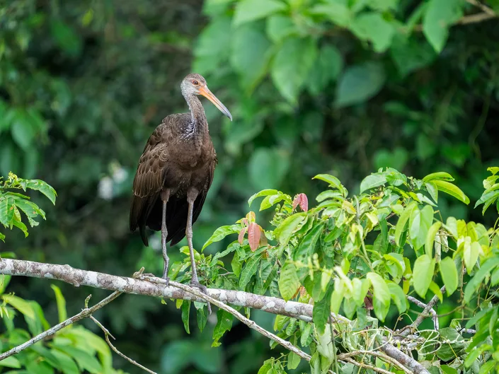 Limpkin - Koerlan