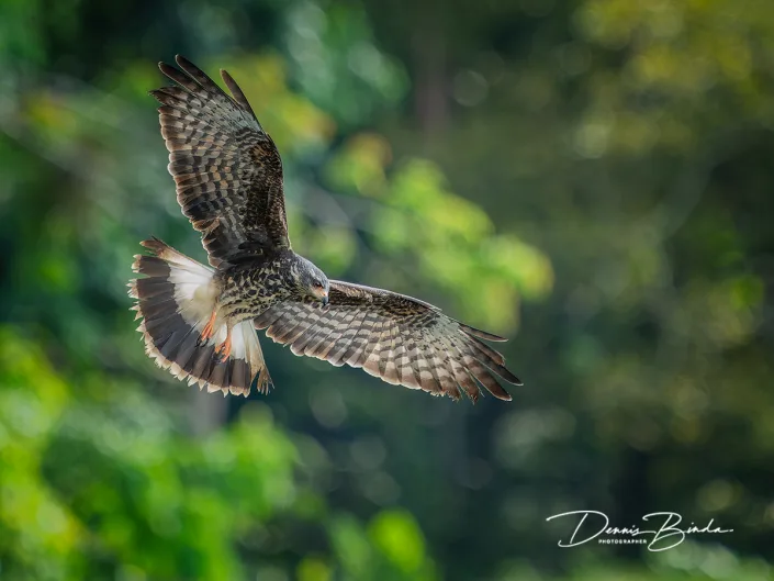Snail kite - Slakkenwouw