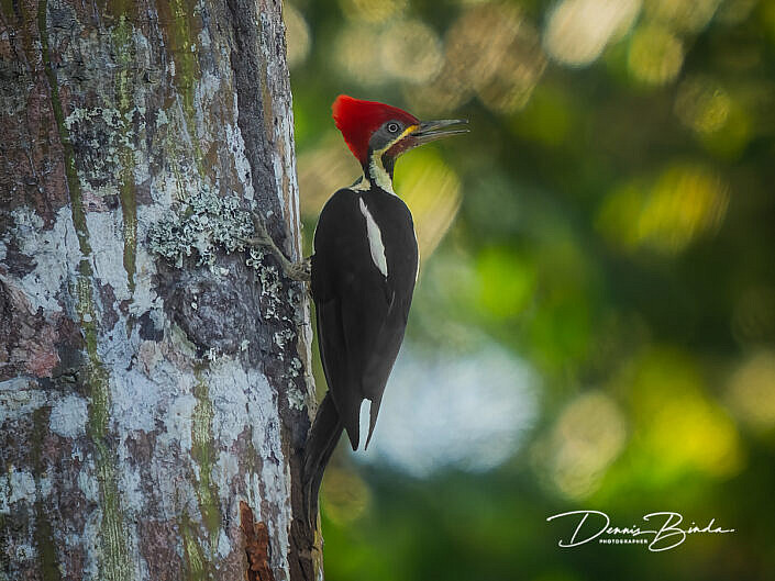 Lineated woodpecker - Gestreepte helmspecht