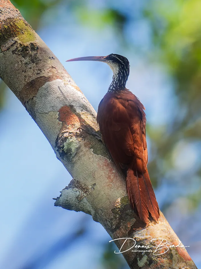 Long-billed woodcreeper - Langsnavelmuisspecht