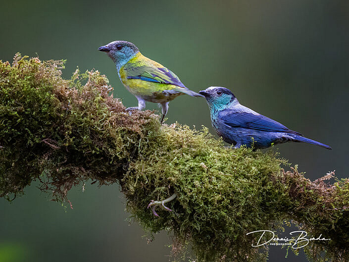 male and female Black-capped Tanager - - Heines tangaren
