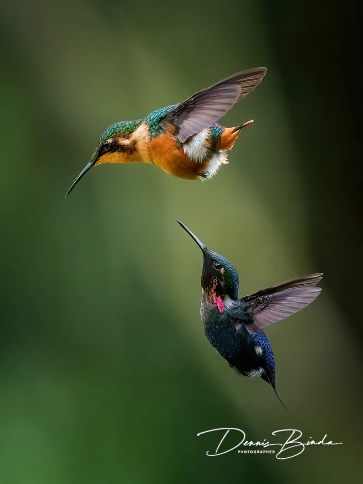 male and female Gorgeted Woodstars - Zonneboselfen