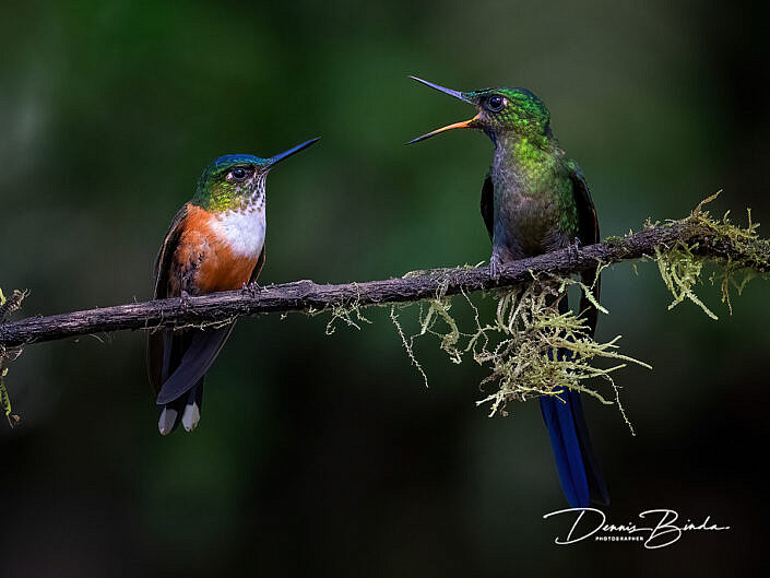 male and female Violet-tailed Sylph hummingbirds- Violetstaartnimphen