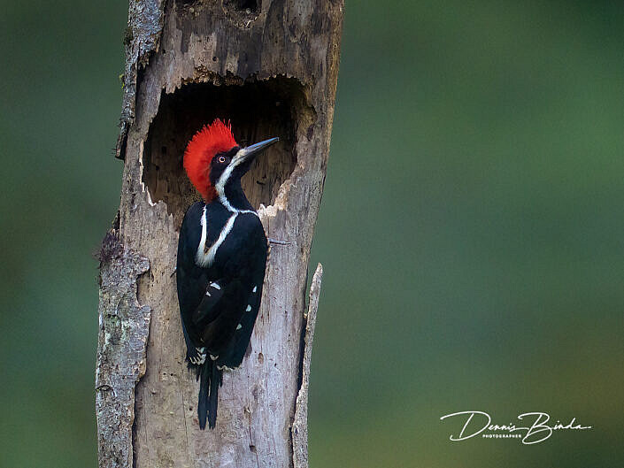 male Powerful Woodpecker - Bruingebandeerde Specht