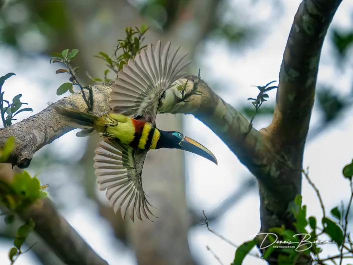Many-banded aracari - Dubbelbandarassari