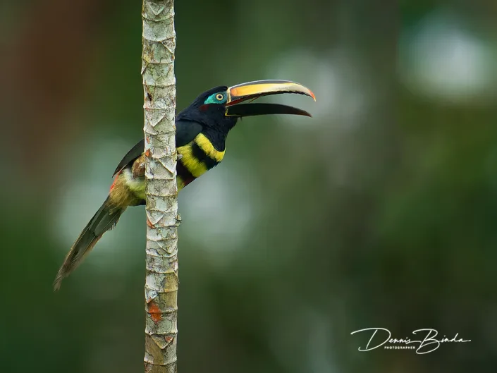 Many-banded aracari - Dubbelbandarassari