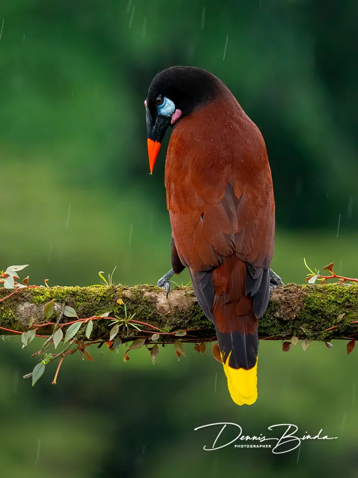 Montezuma Oropendola