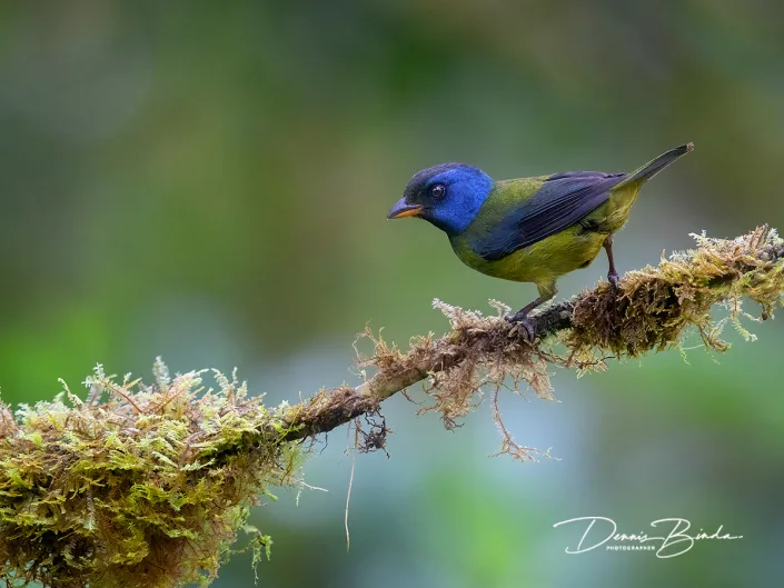 Moss-backed tanager - Groenrugtangare