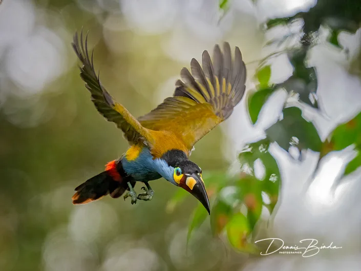 Plate-billed Mountain-toucan - Zwartkruinbergtoekan