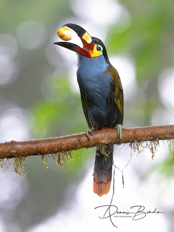 Plate-billed Mountain-toucan - Zwartkruinbergtoekan - Andigena laminirostris eating fruit