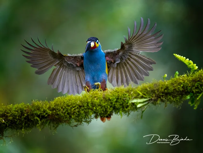 Plate-billed Mountain-toucan - Zwartkruinbergtoekan