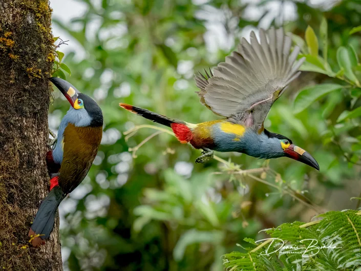 Plate-billed Mountain-toucans - Zwartkruinbergtoekans