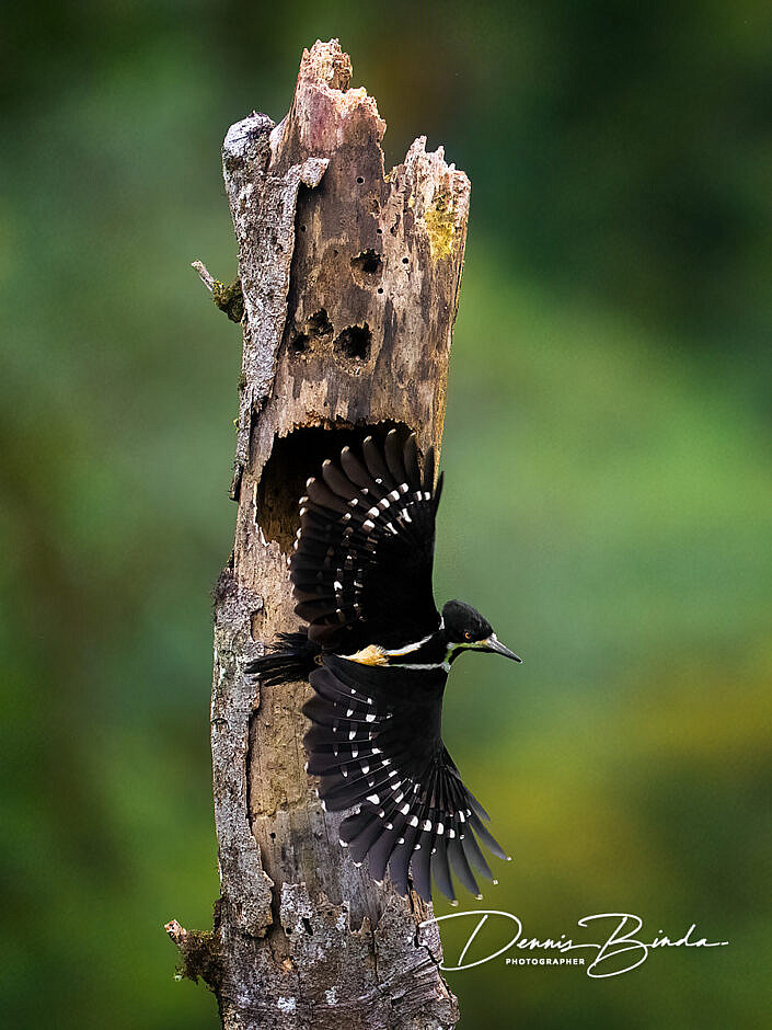 Powerful Woodpecker - Bruingebandeerde Specht