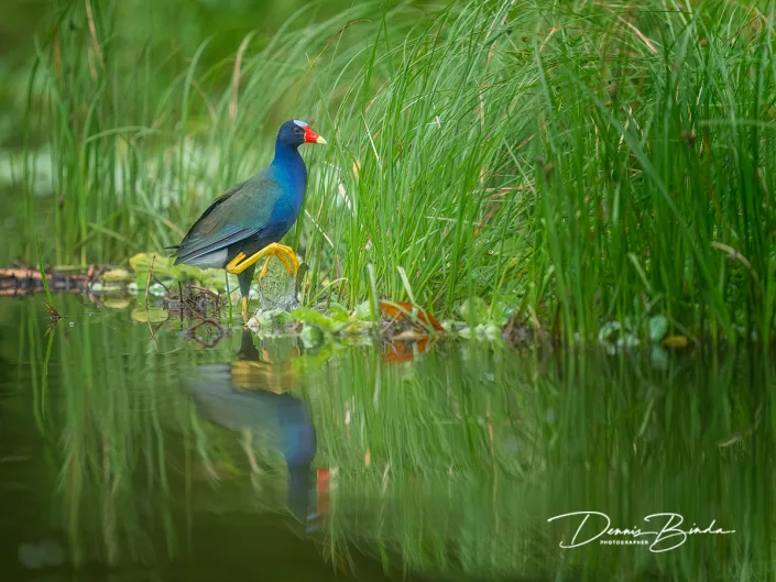Purple Gallinule - Amerikaans purperhoen