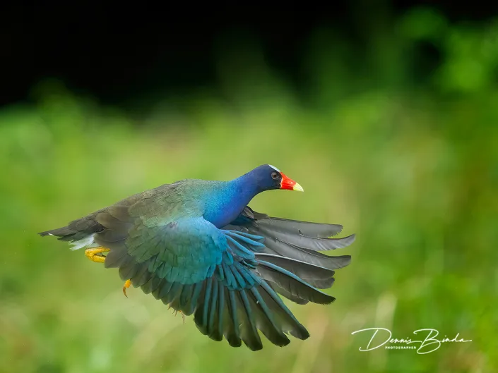 Purple Gallinule - Amerikaans purperhoen
