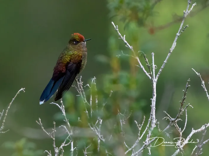 Rainbow-bearded thornbill - Regenboogdoornsnavel
