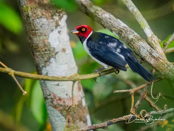 Red-capped cardinal - Zwartkeelkardinaal