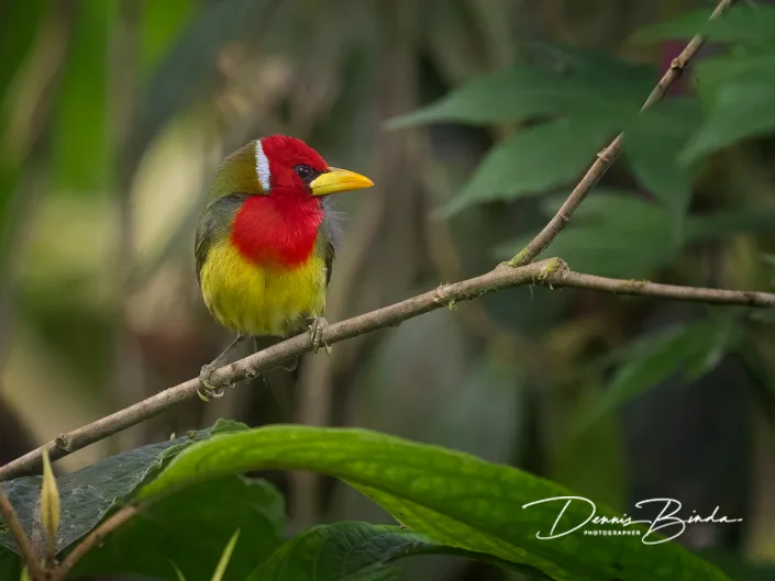 Red-headed Barbet - Cabezón Cabecirrojo - Roodkopbaardvogel