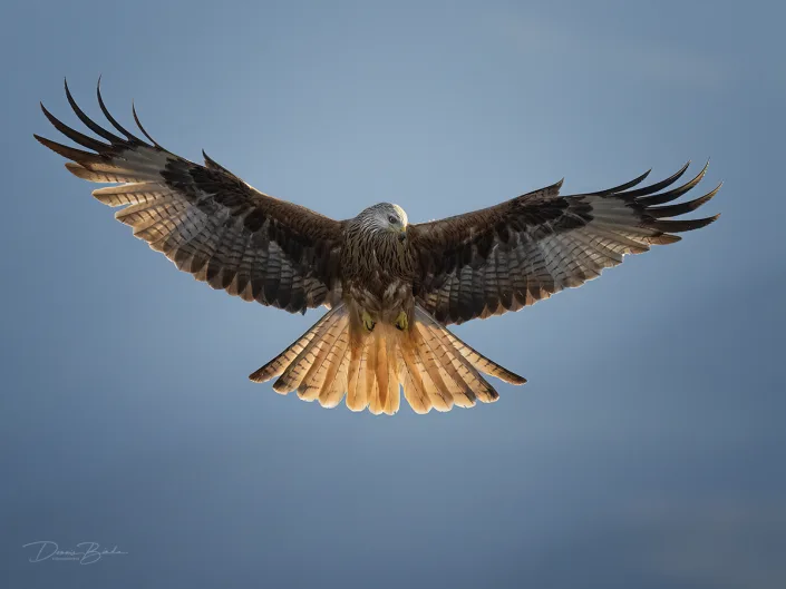 Red Kite - Rode Wouw wing spread