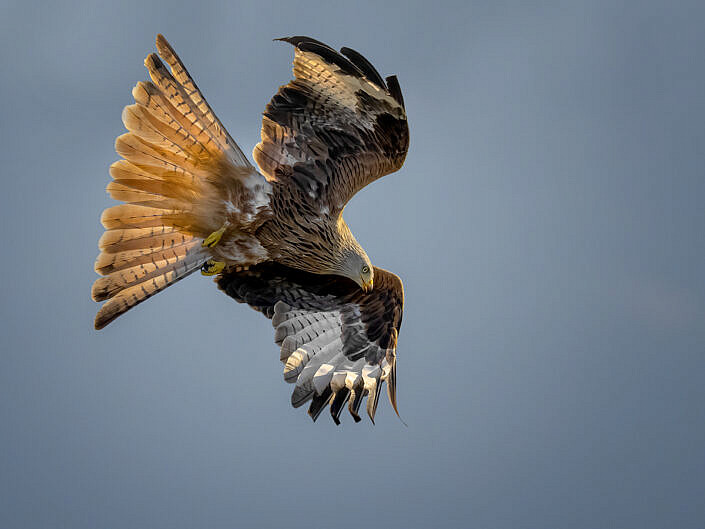 Red Kite - Rode Wouw wing spread