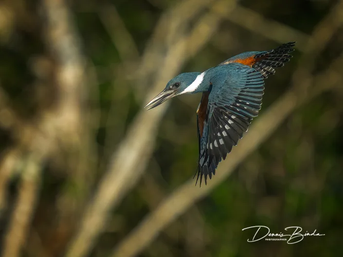 Ringed kingfisher - Amerikaanse Reuzenijsvogel
