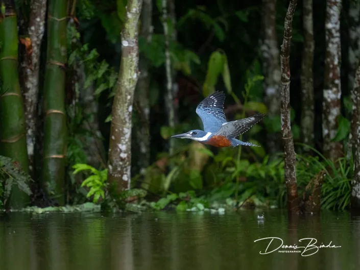 Ringed kingfisher - Amerikaanse Reuzenijsvogel