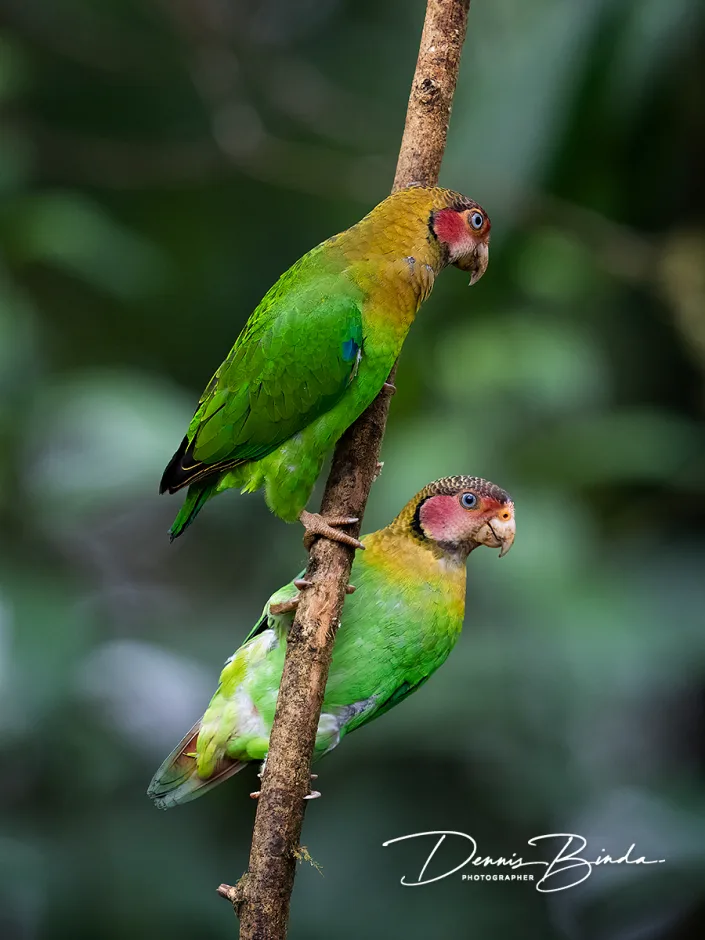 Rose-faced Parrot - Rozewangpapegaai