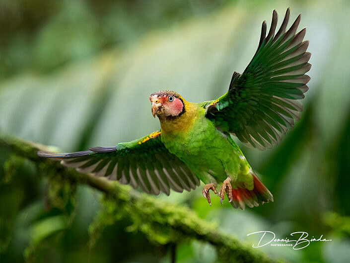 Rose-faced Parrot - Rozewangpapegaai
