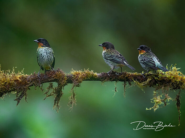 Rufous-throated tanagers - Roestkeeltangaren