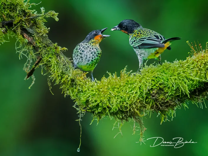 Rufous-throated tanagers - Roestkeeltangaren