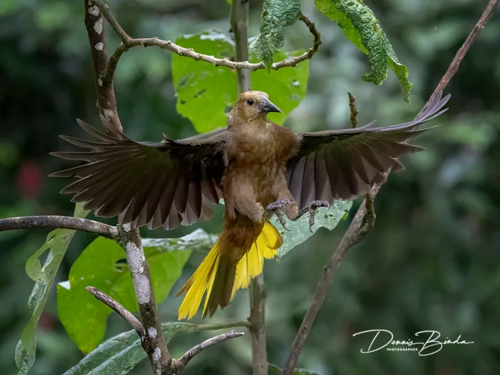 Russet-backed oropendola - Roestrugoropendola
